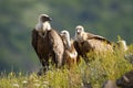 Numerous flock of griffon vulture sitting on horizon in sunny summer morning