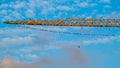 Numerous flock of starlings on the crane girder