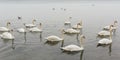Numerous flock of white swans on a calm surface of the water. Beautiful graceful regal birds. Peaceful natural background.