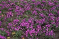 Numerous flowers of magenta-colored Michaelmas daisies in October Royalty Free Stock Photo