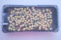 Numerous fresh yellow-green pea seeds are actively sprouting roots inside a clear rectangular container Royalty Free Stock Photo