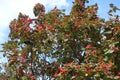 Numerous fruits in the leafage of Sorbus aria