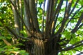 Numerous green branches extending from the tree trunk Royalty Free Stock Photo