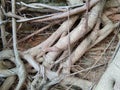 Numerous large and small roots that crisscross each other for a natural and brown background.
