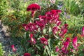 Numerous magenta-colored flowers of Celosia argentea var. cristata in September Royalty Free Stock Photo