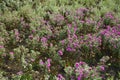 Numerous magenta-colored flowers of Michaelmas daisies in October Royalty Free Stock Photo