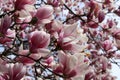 Numerous magnolia buds opening on branches of trees in the park, moving softly in the breeze Royalty Free Stock Photo