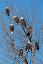 Numerous mature and immature bald eagles sitting vertically in a tree Royalty Free Stock Photo