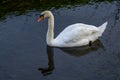 Mute swan is reflected in the water in the lÃÂ´nes near the Rhone River.