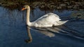 Mute swan is reflected in the water in the lÃÂ´nes near the Rhone River.