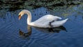 Mute swan is reflected in the water in the lÃÂ´nes near the Rhone River.