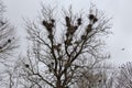 Numerous nests of crows on high maple against cloudy sky Royalty Free Stock Photo