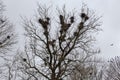 Numerous nests of crows on high maple against cloudy sky