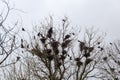 Numerous nests of crows on high maple against cloudy sky