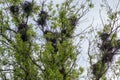 Numerous nests of crows on high maple against sky Royalty Free Stock Photo