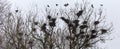 Numerous nests of crows on tall trees against cloudy sky