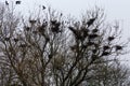 Numerous nests of crows on tall trees against cloudy sky