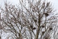 Numerous nests of crows on tall trees against cloudy sky