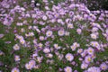 Numerous pink flowers of Michaelmas daisies Royalty Free Stock Photo