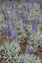 Numerous purple flower spikes of Veronica incana Royalty Free Stock Photo