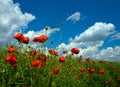 Numerous red poppies on green field Royalty Free Stock Photo