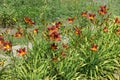 Numerous red and yellow flowers of daylilies Royalty Free Stock Photo