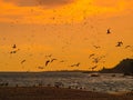 Numerous seagulls flying at sunset over the beach in Lloret de Mar, Spain Royalty Free Stock Photo