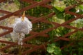 Numerous seeds begin to fall from anemone de caen