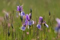 Numerous siberian iris flowers in bloom on a floodplain meadow in summer
