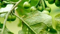 Numerous small yellow aphids cling to the backs of the eggplant leaves, enlarged view, selective focus.