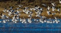 Numerous snow geese migrate to Bosque del Apache in New Mexico