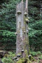 numerous tree fungi grow on dead wood trunk