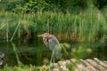 Numerous and variable bird with gray plumage and a pink head near the water. Ciconiiformes in the Park Royalty Free Stock Photo