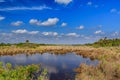 Numerous wading birds fishing on Merritt Island