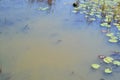 Numerous water beetles along water surface along hiking trail at Presqu\'ile