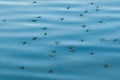 Numerous water striders on blue water surface