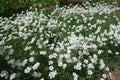 Numerous white flowers of Cerastium tomentosum Royalty Free Stock Photo