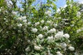 Numerous white flowers of double Deutzia crenata in June Royalty Free Stock Photo