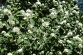 Numerous white flowers of Philadelphus coronarius