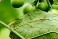 Numerous small yellow aphids cling to the backs of the eggplant leaves, enlarged view, selective focus