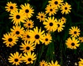 Numerous yellow black-eyed Susan flowers
