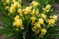 Numerous yellow and brown flowers of bearded iris