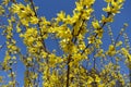 Numerous yellow flowers on branches of forsythia against blue sky