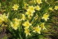 Numerous yellow flowers of Hemerocallis fulva Royalty Free Stock Photo
