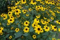 Numerous yellow flowers of Rudbeckia triloba in August