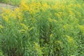 Numerous yellow flowers of Solidago canadensis in summer