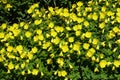 Numerous yellow flowers of sundrops in June Royalty Free Stock Photo