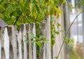 Slanted old fence with wooden stick\'s - boards. Royalty Free Stock Photo