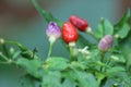 NuMex Twilight chile plant with fruit and buds