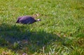 An Numida meleagris fowl in a meadow. Summer. Day Royalty Free Stock Photo